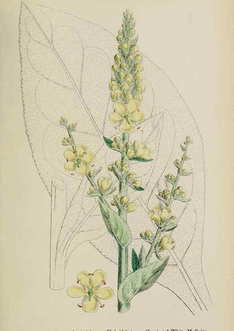 Reproducción/Reproduction 48718078542: English botany, or, Coloured figures of British plants /. London :R. Hardwicke,1863-1886.. 