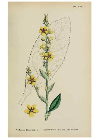 Reproducción/Reproduction 48718078772: English botany, or, Coloured figures of British plants /. London :R. Hardwicke,1863-1886.. 