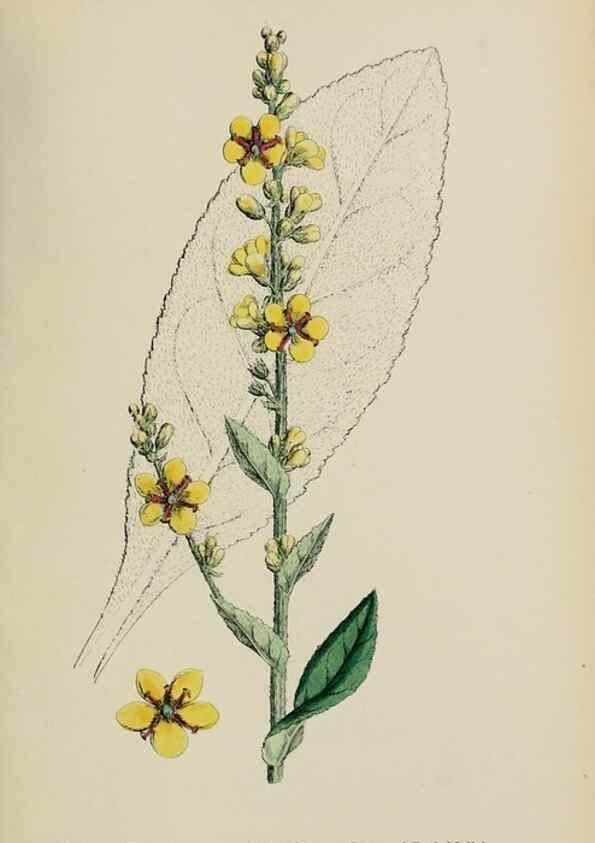 Reproducción/Reproduction 48718078772: English botany, or, Coloured figures of British plants /. London :R. Hardwicke,1863-1886.. 