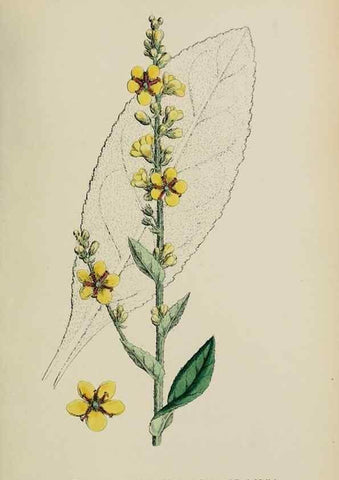 Reproducción/Reproduction 48718078772: English botany, or, Coloured figures of British plants /. London :R. Hardwicke,1863-1886.. 