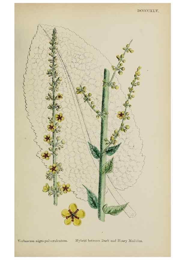 Reproducción/Reproduction 48718079082: English botany, or, Coloured figures of British plants /. London :R. Hardwicke,1863-1886.. 