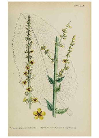Reproducción/Reproduction 48718079082: English botany, or, Coloured figures of British plants /. London :R. Hardwicke,1863-1886.. 