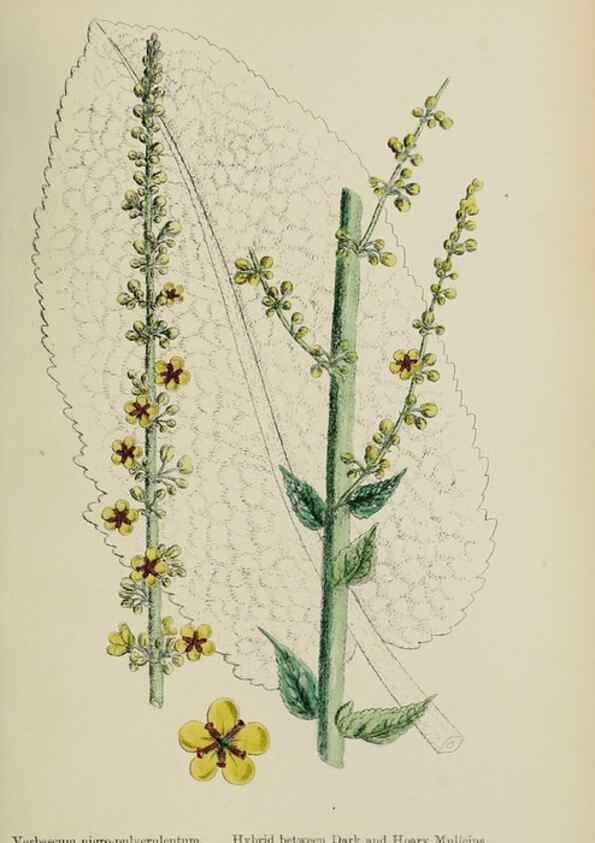 Reproducción/Reproduction 48718079082: English botany, or, Coloured figures of British plants /. London :R. Hardwicke,1863-1886.. 