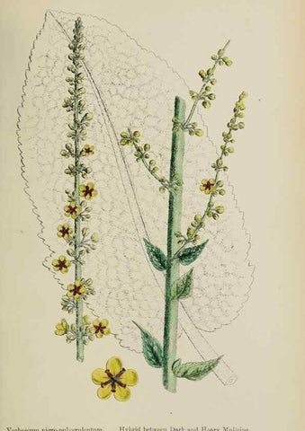 Reproducción/Reproduction 48718079082: English botany, or, Coloured figures of British plants /. London :R. Hardwicke,1863-1886.. 