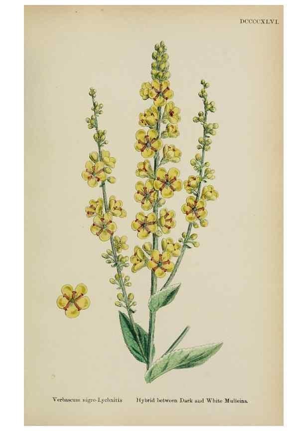 Reproducción/Reproduction 48717571903: English botany, or, Coloured figures of British plants /. London :R. Hardwicke,1863-1886.. 