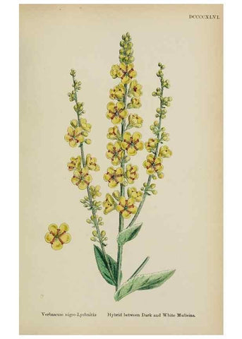 Reproducción/Reproduction 48717571903: English botany, or, Coloured figures of British plants /. London :R. Hardwicke,1863-1886.. 