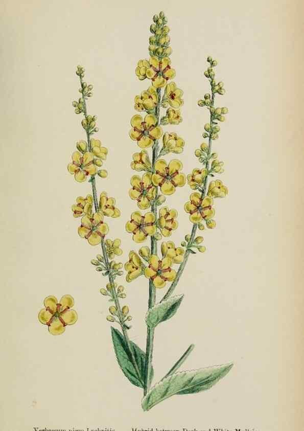 Reproducción/Reproduction 48717571903: English botany, or, Coloured figures of British plants /. London :R. Hardwicke,1863-1886.. 