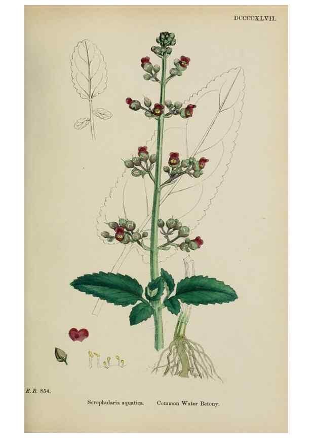 Reproducción/Reproduction 48717908991: English botany, or, Coloured figures of British plants /. London :R. Hardwicke,1863-1886.. 