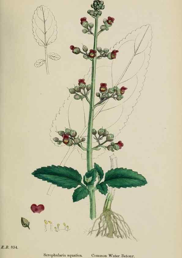 Reproducción/Reproduction 48717908991: English botany, or, Coloured figures of British plants /. London :R. Hardwicke,1863-1886.. 