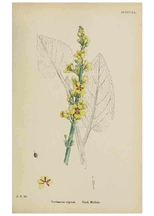 Reproducción/Reproduction 48717906836: English botany, or, Coloured figures of British plants /. London :R. Hardwicke,1863-1886.. 