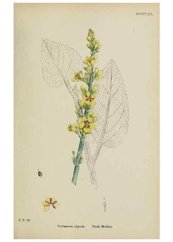 Reproducción/Reproduction 48717906836: English botany, or, Coloured figures of British plants /. London :R. Hardwicke,1863-1886.. 