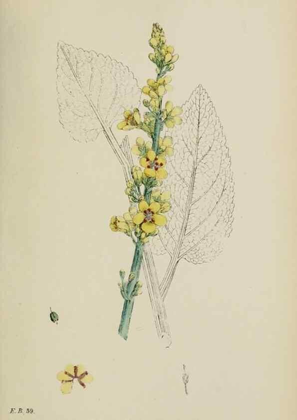 Reproducción/Reproduction 48717906836: English botany, or, Coloured figures of British plants /. London :R. Hardwicke,1863-1886.. 