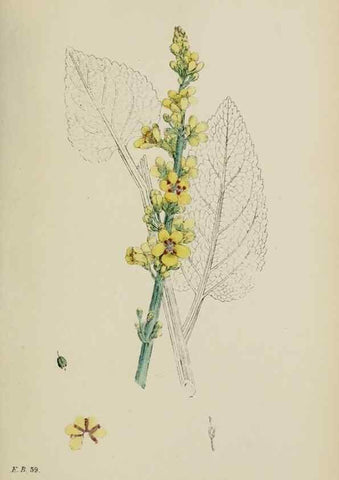 Reproducción/Reproduction 48717906836: English botany, or, Coloured figures of British plants /. London :R. Hardwicke,1863-1886.. 