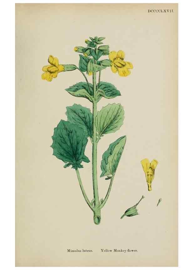 Reproducción/Reproduction 48717578683: English botany, or, Coloured figures of British plants /. London :R. Hardwicke,1863-1886.. 