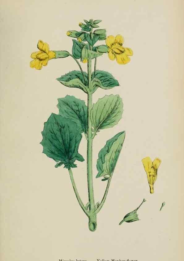 Reproducción/Reproduction 48717578683: English botany, or, Coloured figures of British plants /. London :R. Hardwicke,1863-1886.. 