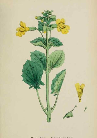 Reproducción/Reproduction 48717578683: English botany, or, Coloured figures of British plants /. London :R. Hardwicke,1863-1886.. 