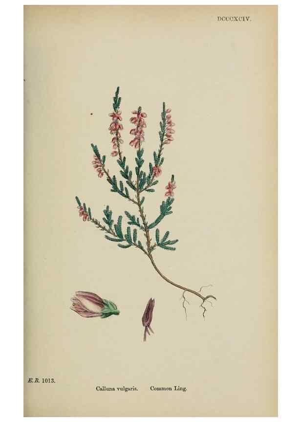 Reproducción/Reproduction 48718062037: English botany, or, Coloured figures of British plants /. London :R. Hardwicke,1863-1886.. 