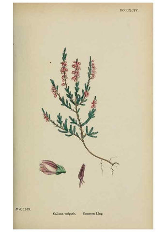 Reproducción/Reproduction 48718062037: English botany, or, Coloured figures of British plants /. London :R. Hardwicke,1863-1886.. 