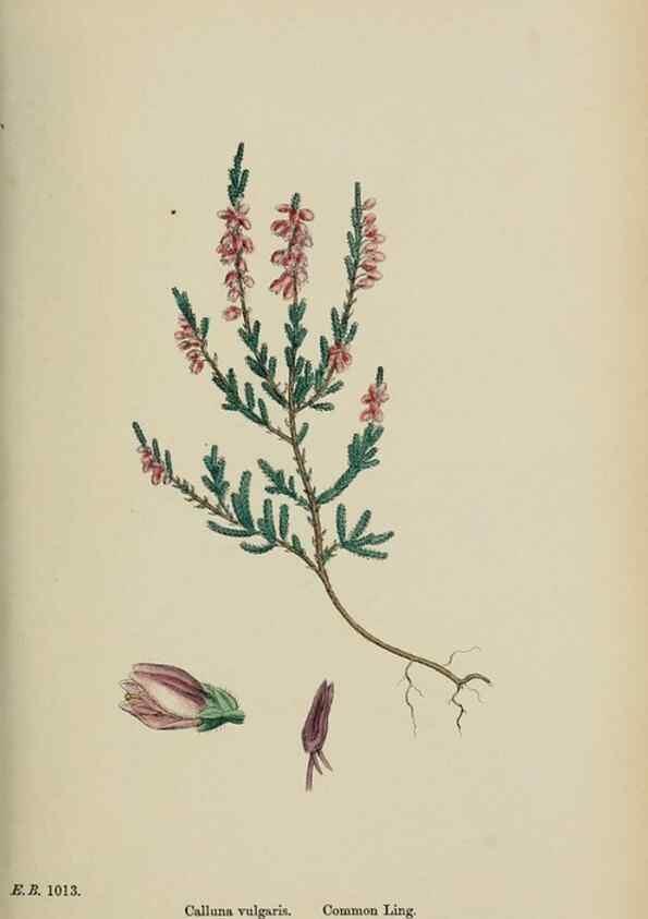 Reproducción/Reproduction 48718062037: English botany, or, Coloured figures of British plants /. London :R. Hardwicke,1863-1886.. 