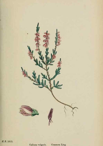 Reproducción/Reproduction 48718062037: English botany, or, Coloured figures of British plants /. London :R. Hardwicke,1863-1886.. 