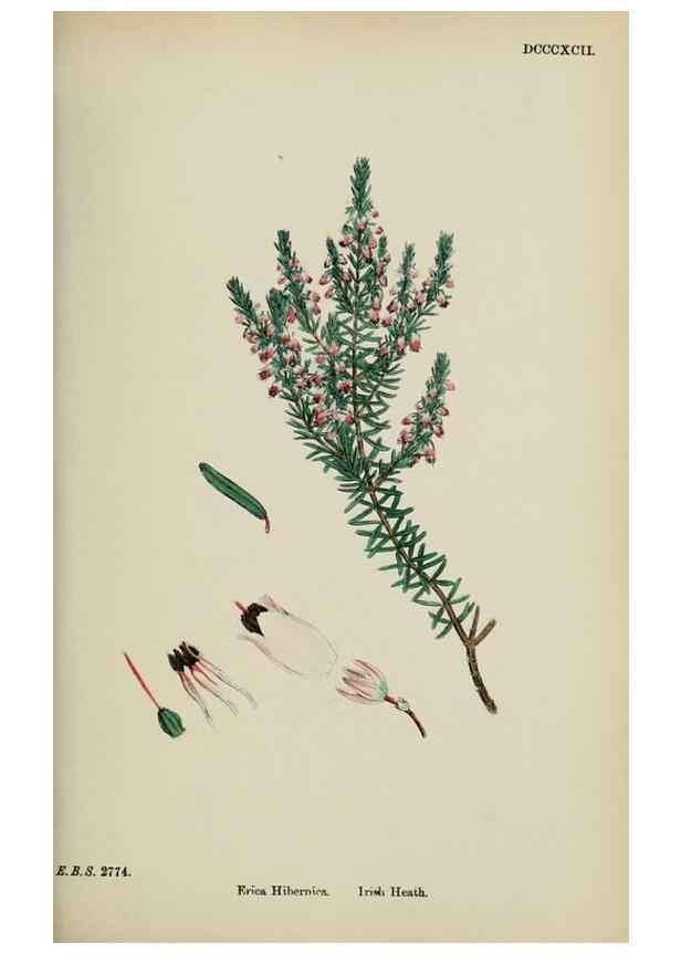 Reproducción/Reproduction 48717554368: English botany, or, Coloured figures of British plants /. London :R. Hardwicke,1863-1886.. 