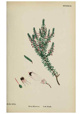 Reproducción/Reproduction 48717554368: English botany, or, Coloured figures of British plants /. London :R. Hardwicke,1863-1886.. 