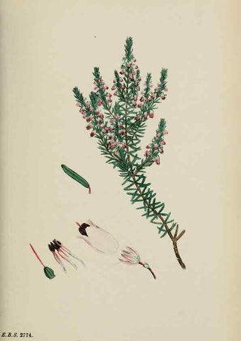 Reproducción/Reproduction 48717554368: English botany, or, Coloured figures of British plants /. London :R. Hardwicke,1863-1886.. 