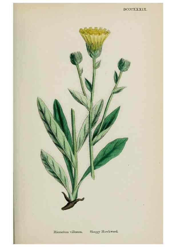 Reproducción/Reproduction 48717963732: English botany, or, Coloured figures of British plants /. London :R. Hardwicke,1863-1886.. 