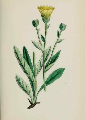 Reproducción/Reproduction 48717963732: English botany, or, Coloured figures of British plants /. London :R. Hardwicke,1863-1886.. 