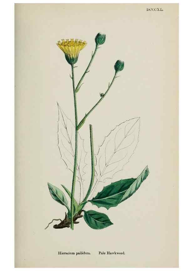 Reproducción/Reproduction 48717456993: English botany, or, Coloured figures of British plants /. London :R. Hardwicke,1863-1886.. 