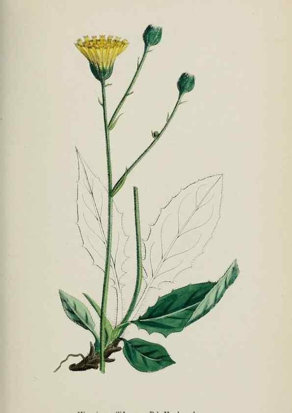 Reproducción/Reproduction 48717456993: English botany, or, Coloured figures of British plants /. London :R. Hardwicke,1863-1886.. 