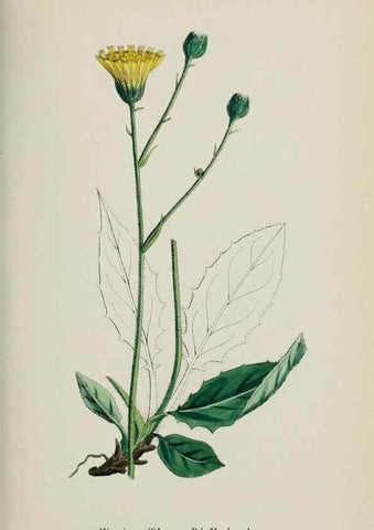Reproducción/Reproduction 48717456993: English botany, or, Coloured figures of British plants /. London :R. Hardwicke,1863-1886.. 