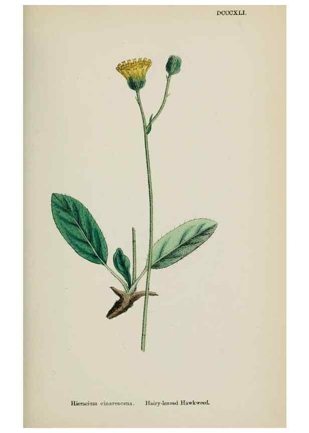 Reproducción/Reproduction 48717793956: English botany, or, Coloured figures of British plants /. London :R. Hardwicke,1863-1886.. 