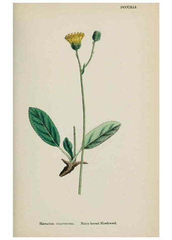Reproducción/Reproduction 48717793956: English botany, or, Coloured figures of British plants /. London :R. Hardwicke,1863-1886.. 