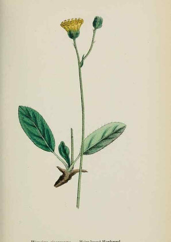Reproducción/Reproduction 48717793956: English botany, or, Coloured figures of British plants /. London :R. Hardwicke,1863-1886.. 
