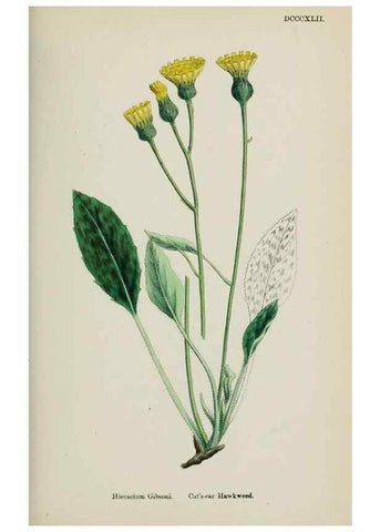 Reproducción/Reproduction 48717794286: English botany, or, Coloured figures of British plants /. London :R. Hardwicke,1863-1886.. 