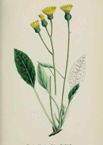 Reproducción/Reproduction 48717794286: English botany, or, Coloured figures of British plants /. London :R. Hardwicke,1863-1886.. 