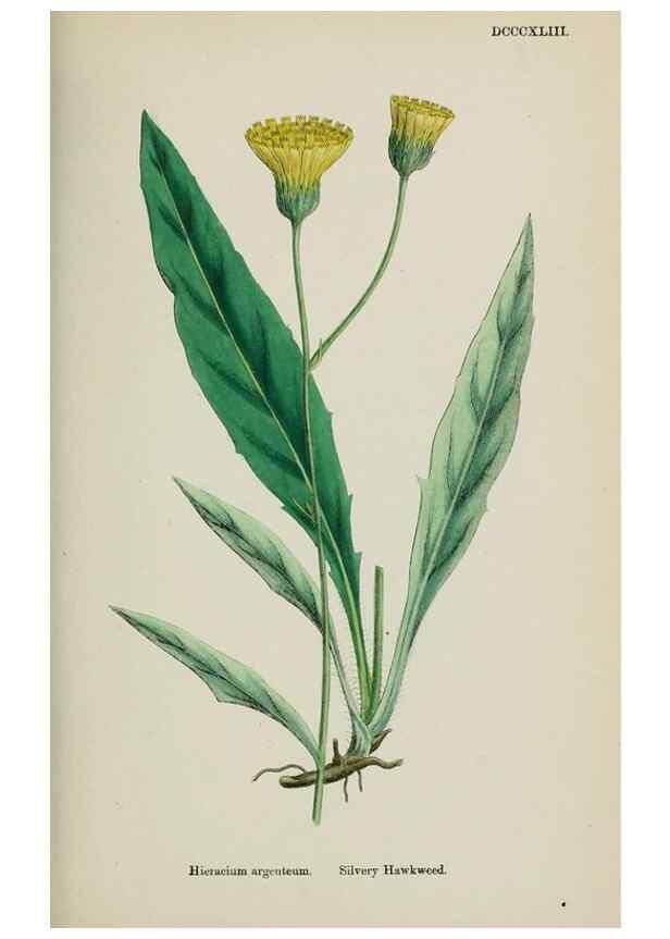 Reproducción/Reproduction 48717794621: English botany, or, Coloured figures of British plants /. London :R. Hardwicke,1863-1886.. 
