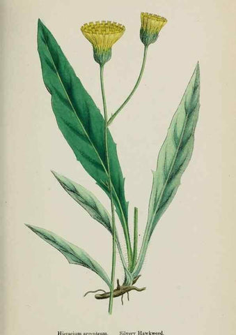 Reproducción/Reproduction 48717794621: English botany, or, Coloured figures of British plants /. London :R. Hardwicke,1863-1886.. 