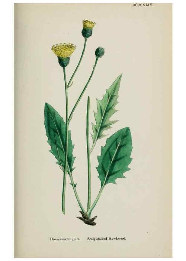 Reproducción/Reproduction 48717965397: English botany, or, Coloured figures of British plants /. London :R. Hardwicke,1863-1886.. 