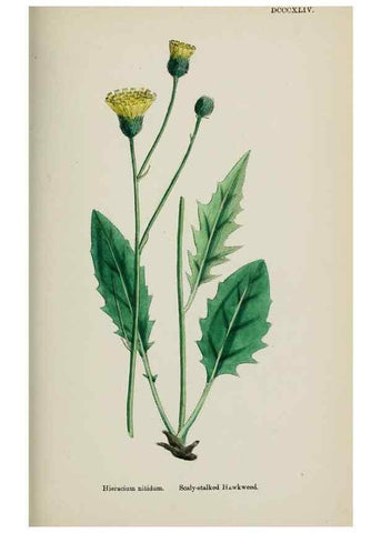Reproducción/Reproduction 48717965397: English botany, or, Coloured figures of British plants /. London :R. Hardwicke,1863-1886.. 