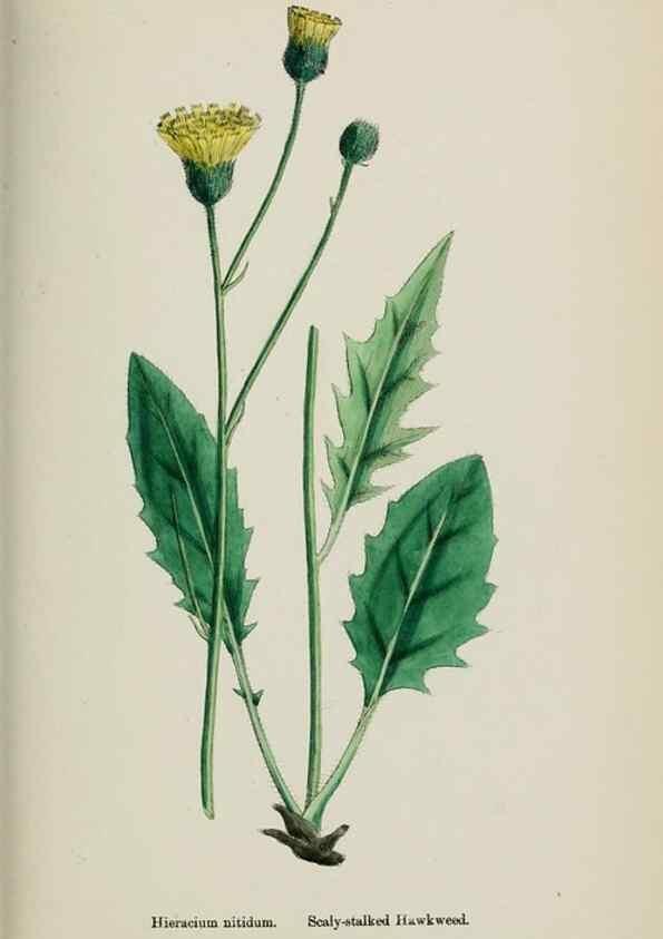 Reproducción/Reproduction 48717965397: English botany, or, Coloured figures of British plants /. London :R. Hardwicke,1863-1886.. 