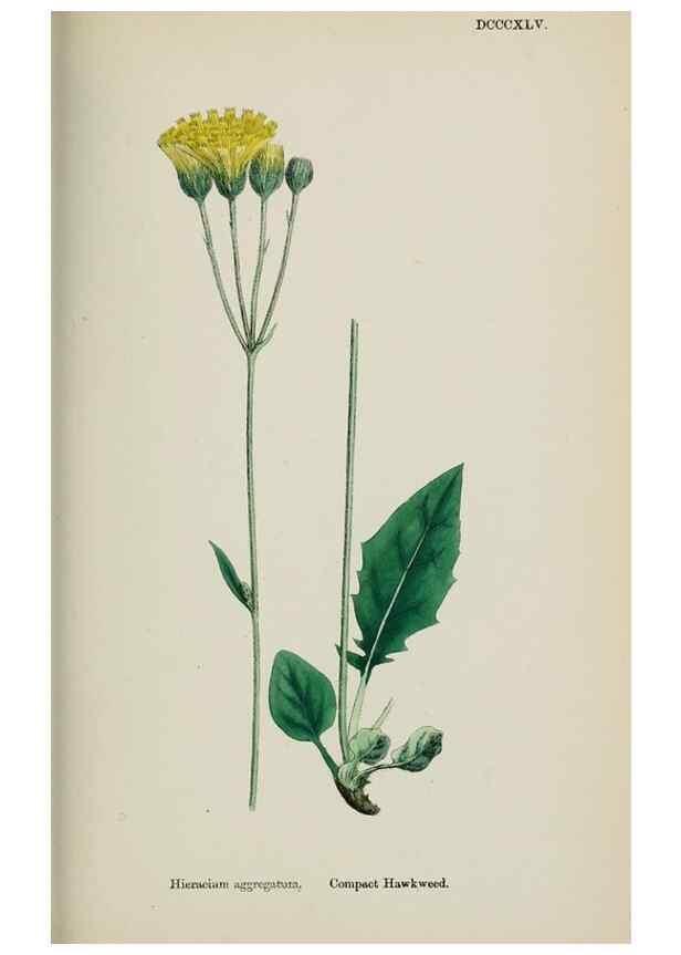 Reproducción/Reproduction 48717795186: English botany, or, Coloured figures of British plants /. London :R. Hardwicke,1863-1886.. 