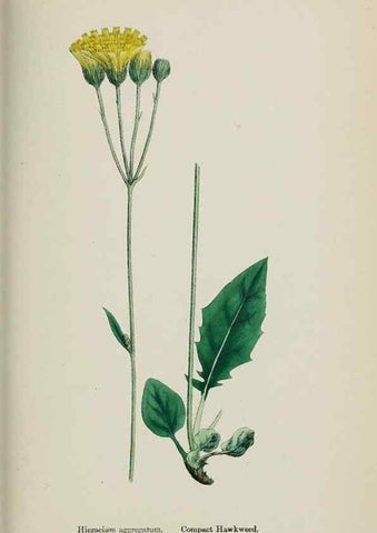 Reproducción/Reproduction 48717795186: English botany, or, Coloured figures of British plants /. London :R. Hardwicke,1863-1886.. 