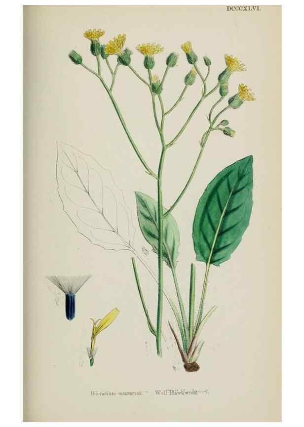 Reproducción/Reproduction 48717795466: English botany, or, Coloured figures of British plants /. London :R. Hardwicke,1863-1886.. 