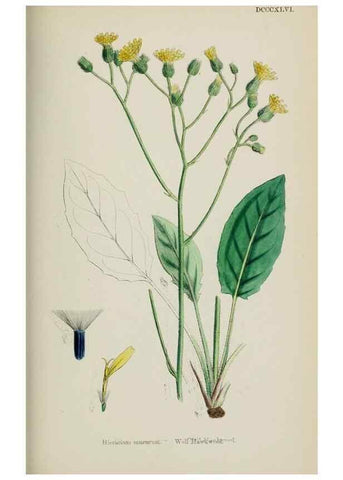 Reproducción/Reproduction 48717795466: English botany, or, Coloured figures of British plants /. London :R. Hardwicke,1863-1886.. 