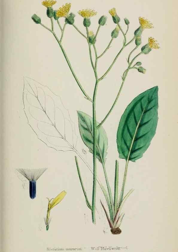 Reproducción/Reproduction 48717795466: English botany, or, Coloured figures of British plants /. London :R. Hardwicke,1863-1886.. 