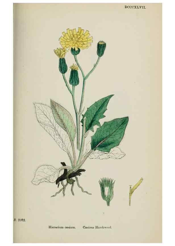 Reproducción/Reproduction 48717458888: English botany, or, Coloured figures of British plants /. London :R. Hardwicke,1863-1886.. 