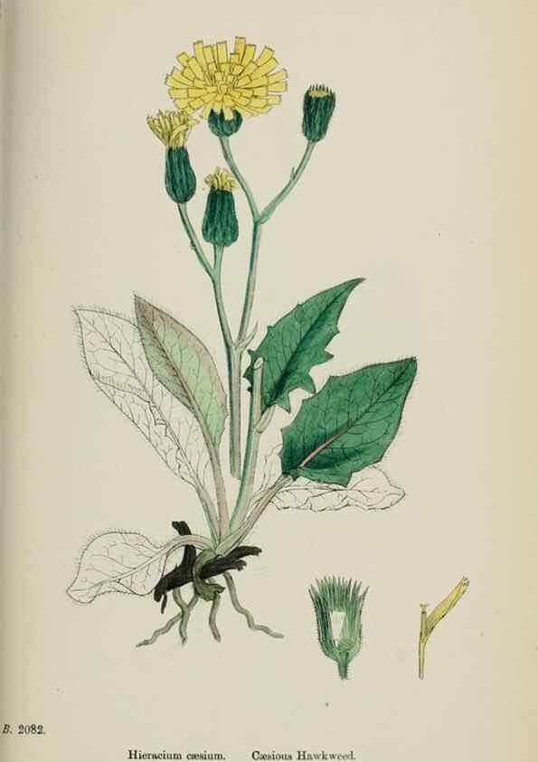Reproducción/Reproduction 48717458888: English botany, or, Coloured figures of British plants /. London :R. Hardwicke,1863-1886.. 