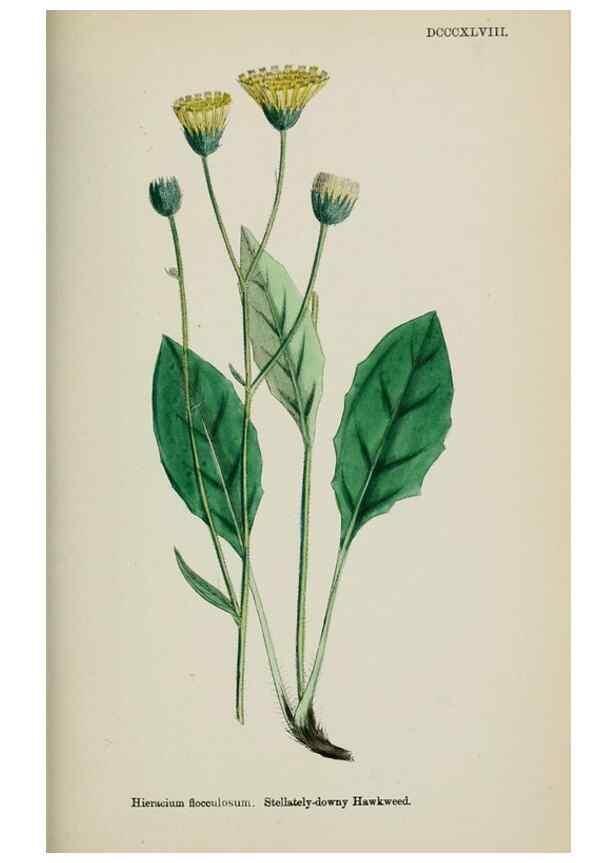 Reproducción/Reproduction 48717459253: English botany, or, Coloured figures of British plants /. London :R. Hardwicke,1863-1886.. 